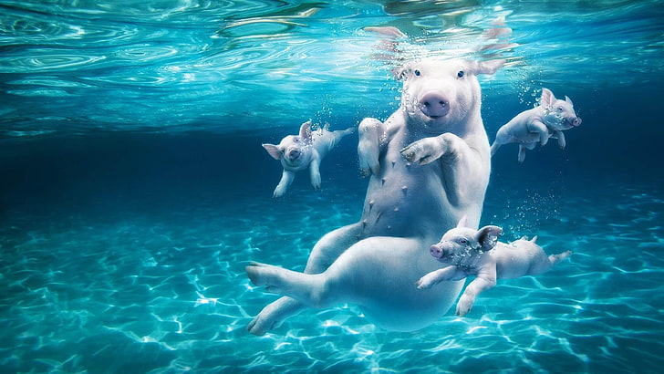 Басейн за прасета, плуващи във вода във вода Сладки животни Тапет за работен плот 3840 × 2160, HD тапет
