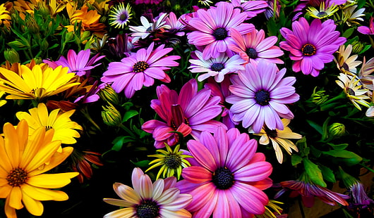Spring flowers, Purple, Yellow, 4K, Daisy flowers, HD wallpaper HD wallpaper