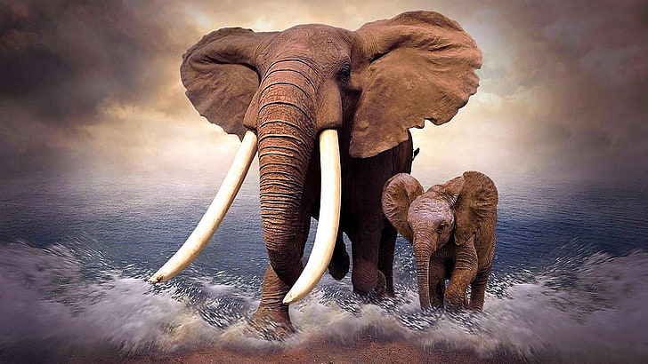 elefantino, elefante, stupefacente, natura, animale terrestre, elefante africano, zanna, organismo, muso, elefante africano, Sfondo HD