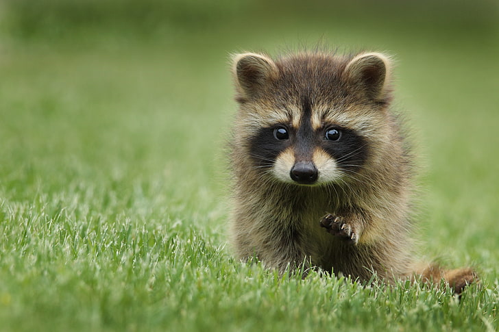 brown raccoon, raccoon, grass, muzzle, animal, walk, HD wallpaper