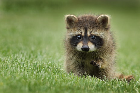 brown raccoon, raccoon, grass, muzzle, animal, walk, HD wallpaper HD wallpaper