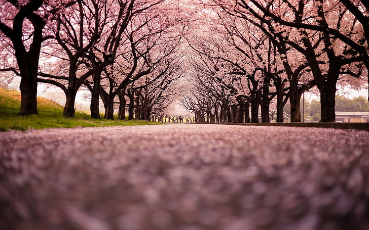 Spring beautiful Sakura photography HD Wallpaper 0 .., cerezo en flor, Fondo  de pantalla HD | Wallpaperbetter