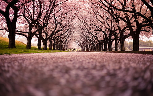 Vårvacker Sakura-fotografering HD Wallpaper 0 .., körsbärsblomsträd, HD tapet HD wallpaper