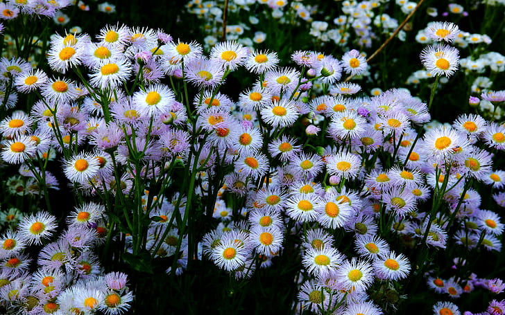 Bellis perennis, campo de flores blancas, flores, 2560x1600, bellis perennis, Fondo de pantalla HD