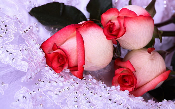 Rosas de casamento, três rosas brancas e vermelhas, rosas, ramo de flores, natureza, bom, flores, rosa, 3d e abstrato, HD papel de parede