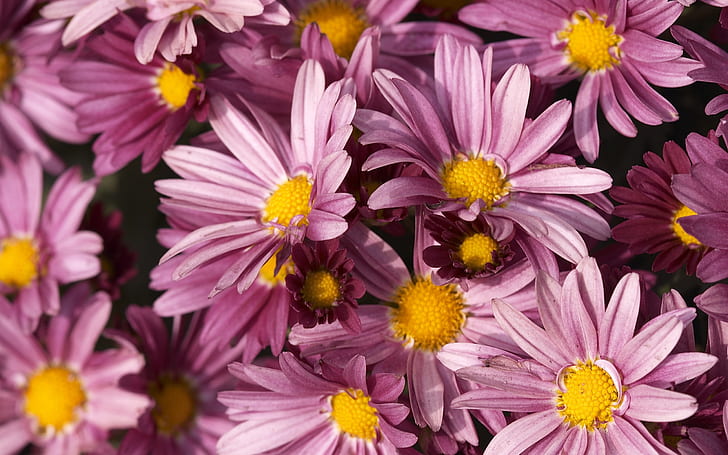 Fleurs violettes, Violet, Fleur, Fond d'écran HD