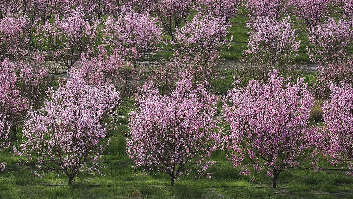 bloom, california, fruit, lancaster, orchards, peaches, trees, HD wallpaper