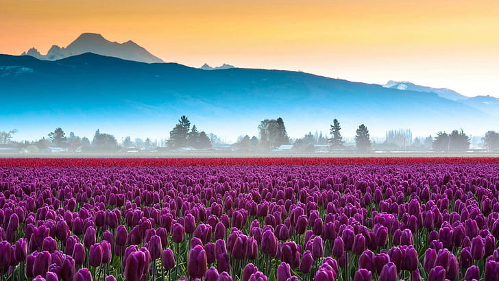 ferme de tulipes, champ de tulipes, champ, tapis de fleurs, champ de fleurs, tulipes, fleurs violettes, tulipes violettes, tulipe, brume, aube, Fond d'écran HD