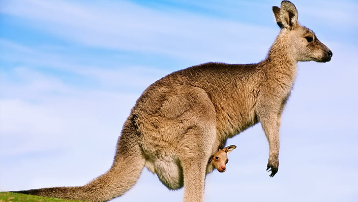 kangaroo, baby, background, profile, kangaroo, baby, background, profile, HD wallpaper