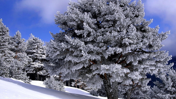 森、空、雲、冬、自然、風景、木、雪、 HDデスクトップの壁紙