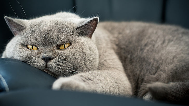 short-fur gray cat, cat, gray, feline, animals, lazy, British shorthair, HD wallpaper