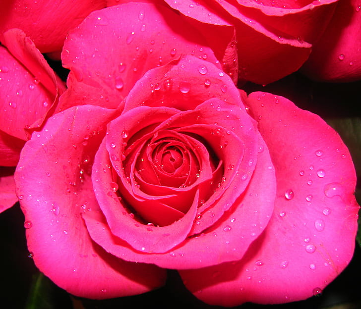 фотография с червена роза, фуксия, фуксия, роза, капка вода, фуксия, роза червена, пурпурна, макро, канон, цвете, цифрова фотография, капчици, il, Roseto, венчелистче, природа, роза - цвете, растение, едър план, любов , красота В природата, червено, романтика, цвете глава, свежест, HD тапет