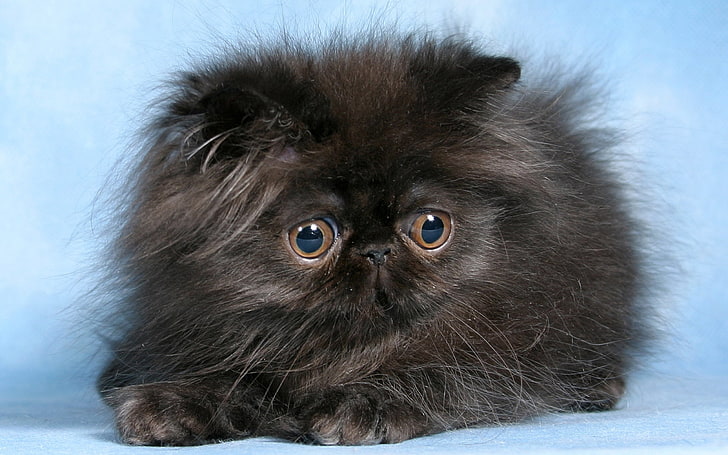 black Persian kitten, cat, kitten, fluffy, eyes, cute, HD wallpaper