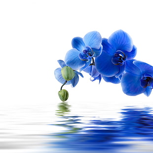 papillon bleu, fleurs d'orchidée, eau, fleurs, réflexion, fond, orchidée bleue, Fond d'écran HD HD wallpaper