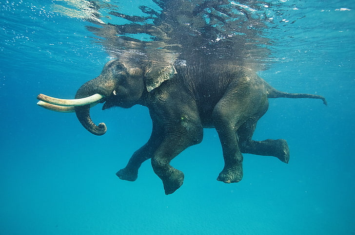 ช้างแอฟริกันธรรมชาติสัตว์ช้างน้ำใต้น้ำว่ายน้ำสีฟ้าสะท้อนงา, วอลล์เปเปอร์ HD