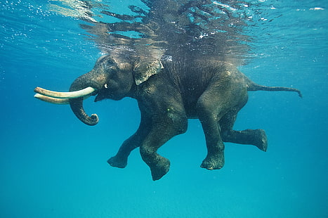 Африканский слон, природа, животные, слон, вода, подводный, плавание, синий, отражение, бивень, HD обои HD wallpaper