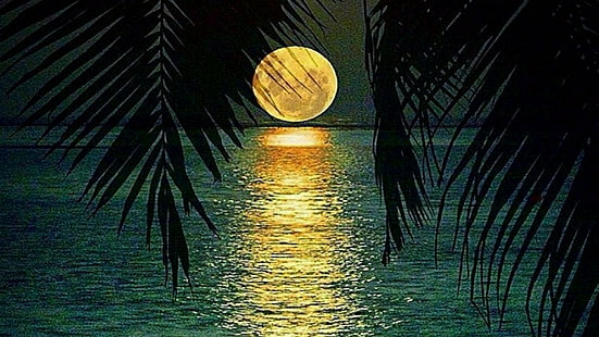 pełnia księżyca, nocne niebo, noc, liść palmowy, liść, palma, odbicie, woda, niebo, ciemność, księżyc, wieczór, światło księżyca, Tapety HD HD wallpaper