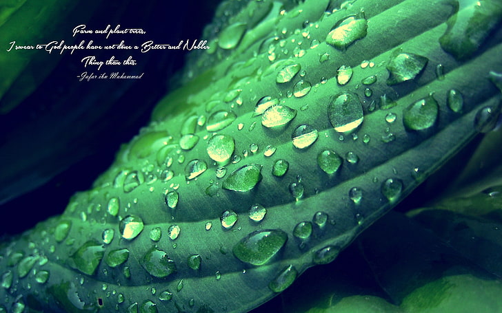 green leafed plant with water drop illustration, Jafar ibn Muhammad, Islam, Imam, green, depth of field, quote, leaves, water drops, HD wallpaper