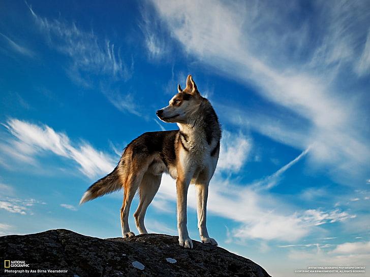 หมาป่าสีขาวและสีน้ำตาลตัวเต็มวัยหมาป่าไซบีเรียนฮัสกี้สุนัขไอซ์แลนด์เนชั่นแนลจีโอกราฟฟิกสัตว์, วอลล์เปเปอร์ HD