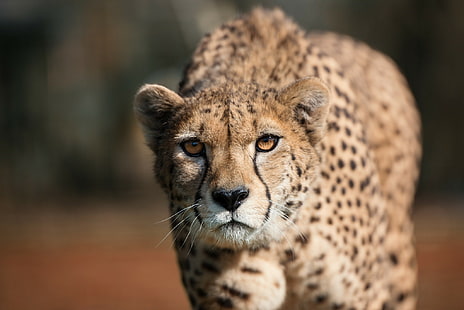 Occhi di ghepardo, ghepardo, occhi, predatore, fauna selvatica, Sfondo HD HD wallpaper