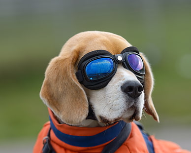 Dogs, Beagle, Dog, Goggles, HD wallpaper HD wallpaper