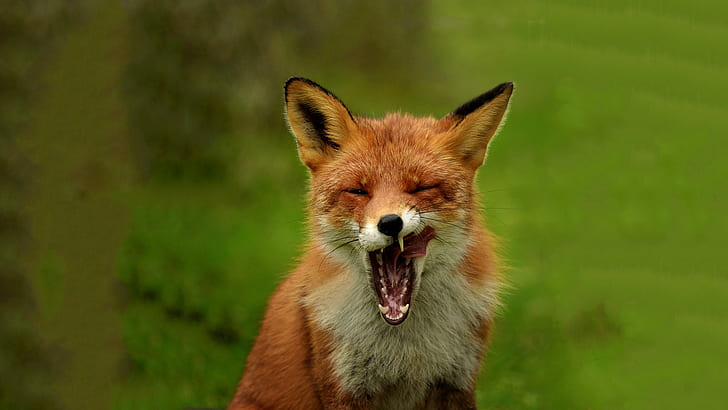 Fox yawn, red fox, fox, fall, Nature, yawn, Amazing Animals, HD wallpaper