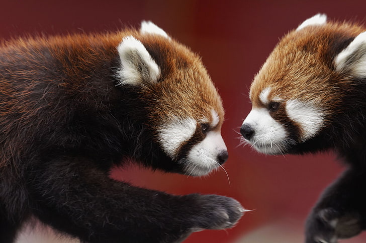 ID Foto 500px: 71436611, Dua Panda Merah Pada Fotografi Ini Dengan LOL Kumis Yang Sama, Wallpaper HD