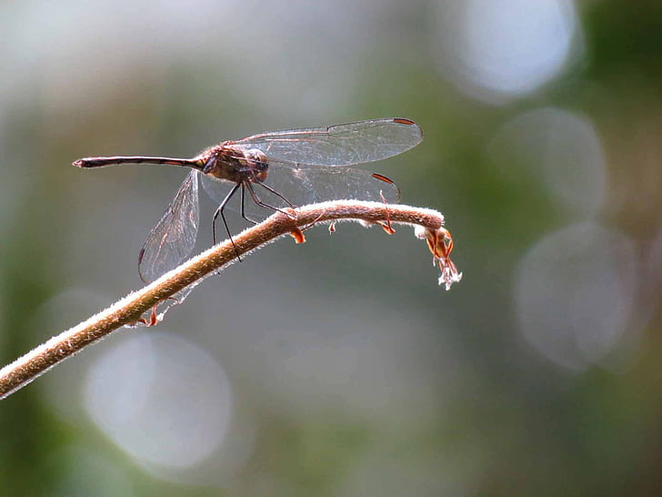 selective focus photography of brown skimmer perching on branch, Brown, selective focus, photography, skimmer, branch, Panama, Gamboa, Canon PowerShot SX40 HS, nature, Life on Earth, Arthropoda, taxonomy, binomial, insect, dragonfly, animal, close-up, macro, HD wallpaper