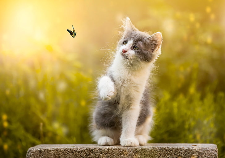 white and gray cat, white and gray kitten facing black flying butterfly selective photography, animals, insect, nature, butterfly, cat, HD wallpaper