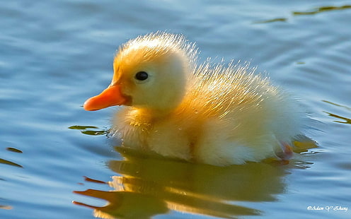 yellow duckling on rippling body of water in close up photography at day time, yellow duckling, body of water, close up photography, day, time, Orlando, Lake Mary, Nikkor, Standard, Lenses, Telephoto, Close-Up, Zoom, ngc, Nikon  DSLR, 长焦, lens, Central  Florida, Wildlife, Macro, 美丽, color, colorful, colors, beautiful, gorgeous, Gallery, Fine  Art  Photography, Photographer, bird, animal, nature, duckling, yellow, cute, duck, beak, HD wallpaper HD wallpaper