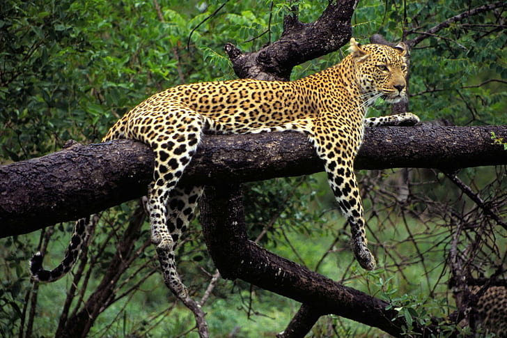 Loungin', cheetah, leopard, big cats, animals, HD wallpaper