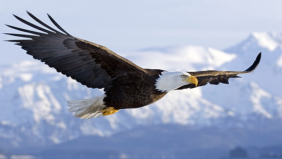 Bald Eagle In Mid air Flight Over Homer Meludah Semenanjung Kenai Alaska Winter, Wallpaper HD HD wallpaper