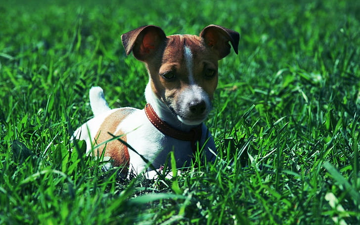 *** Jack Russel Terrier ***, tan and white jack russell terrier, trawa, pies, zwierzeta, animals, HD wallpaper