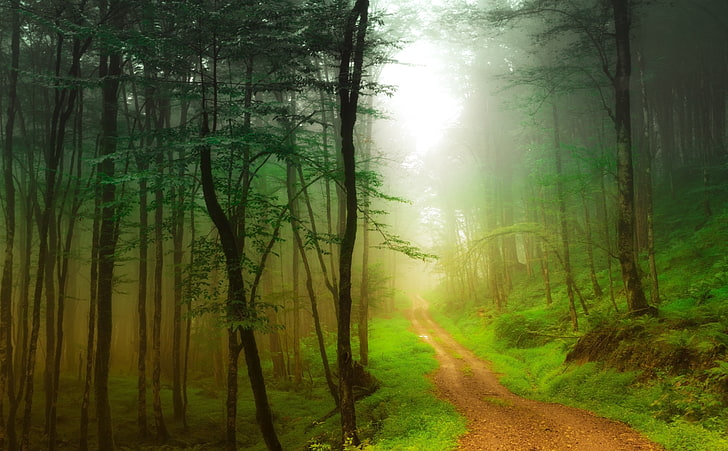 Tila Kenar, green forest, Nature, Forests, Travel, Beautiful, Trees, Woods, Scenic, iran, Path, Countryside, pathway, Picturesque, summer day, forest, motel ghu, north of iran, green, mazandaran, tila kenar, foggy, forest road, HD wallpaper