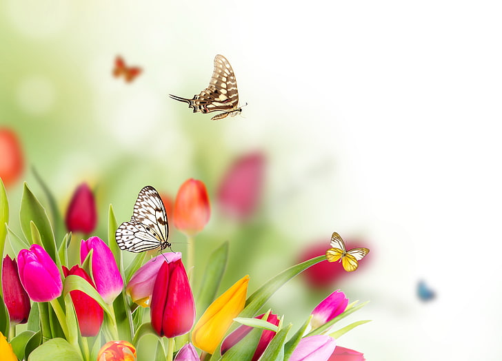three assorted-color butterflies, butterfly, flowers, spring, blur, tulips, HD wallpaper