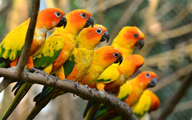 Hermosas aves, loros amarillos, hermosas, pájaros, amarillo, loros, Fondo de pantalla HD
