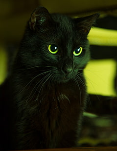 kedi, siyah, görünüyor, gözler, yeşil, HD masaüstü duvar kağıdı HD wallpaper