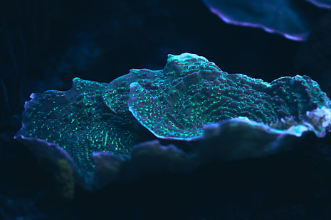 coral, Mexico, HD wallpaper HD wallpaper