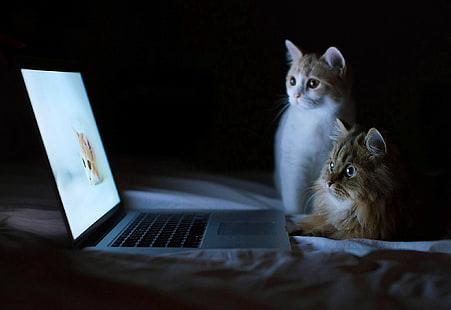 회색 노트북, 고양이, 노트북, HD 배경 화면 HD wallpaper