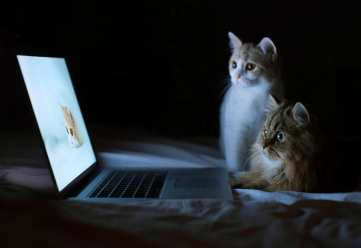 كمبيوتر محمول ، قطة، خلفية HD