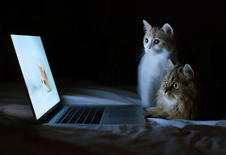 노트북, 고양이, HD 배경 화면 HD wallpaper