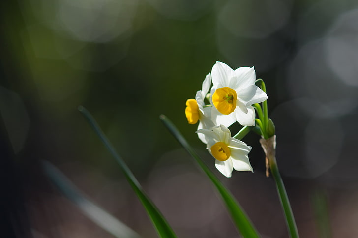 Blumen, Natur, Makro, bunt, Narzissen, Bokeh, HD-Hintergrundbild