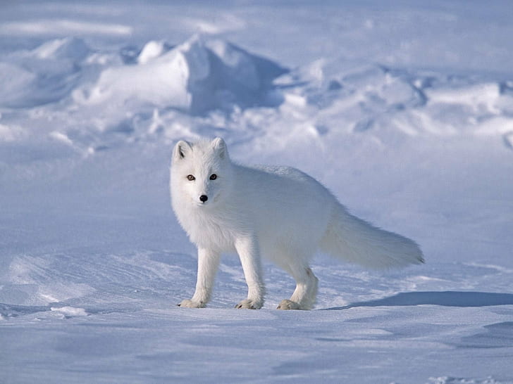 Arktis, Fuchs, Füchse, HD-Hintergrundbild