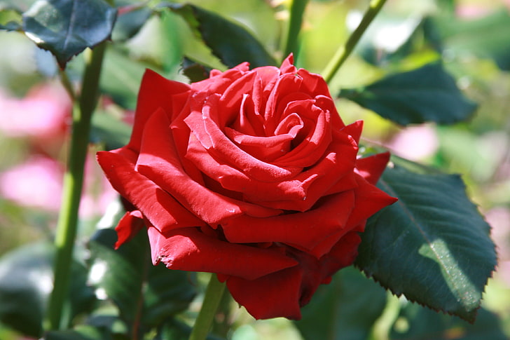 red rose, flower, summer, macro, flowers, background, Wallpaper, rose, plant, roses, garden, HD wallpaper