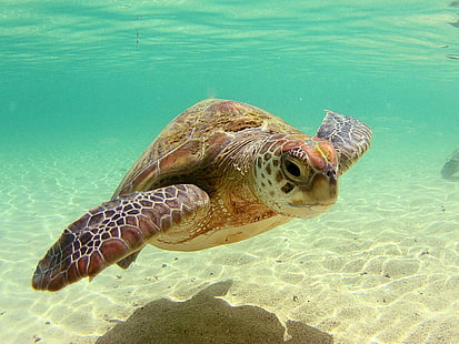 Красивая морская черепаха, коричневая морская черепаха, животные, черепаха, зеленые, красивые, морские, HD обои HD wallpaper
