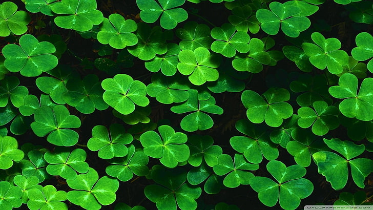 green leafed plants, green, clovers, leaves, nature, plants, HD wallpaper