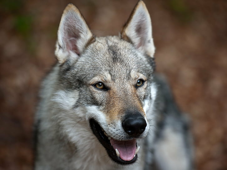 gray and black timberwolves, dogs, czechoslovakian, dogs, czechoslovakian, Dogs, gray, black, timberwolves, TWH, Czechoslovakian  Wolfdog, Chien, loup, canis lupus lupus, canis lupus familiaris, dog, Hund, wolf, animal, purebred Dog, nature, canine, mammal, pets, looking, outdoors, HD wallpaper