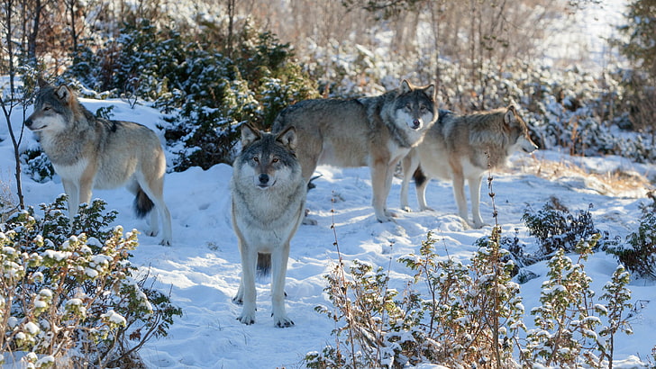 wolf, wildlife, nature, wolves, fauna, wilderness, winter, freezing, snow, tree, HD wallpaper