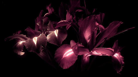 분홍색과 흰색 꽃잎 꽃, 꽃, 식물, 잎, HD 배경 화면 HD wallpaper