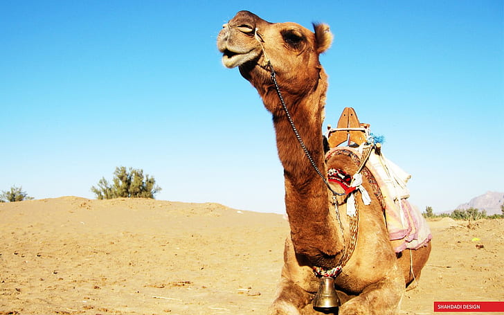 камили, животни, пясък, HD тапет